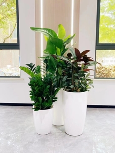 宁波鄞州花木租摆，优质服务，开启绿色生活！